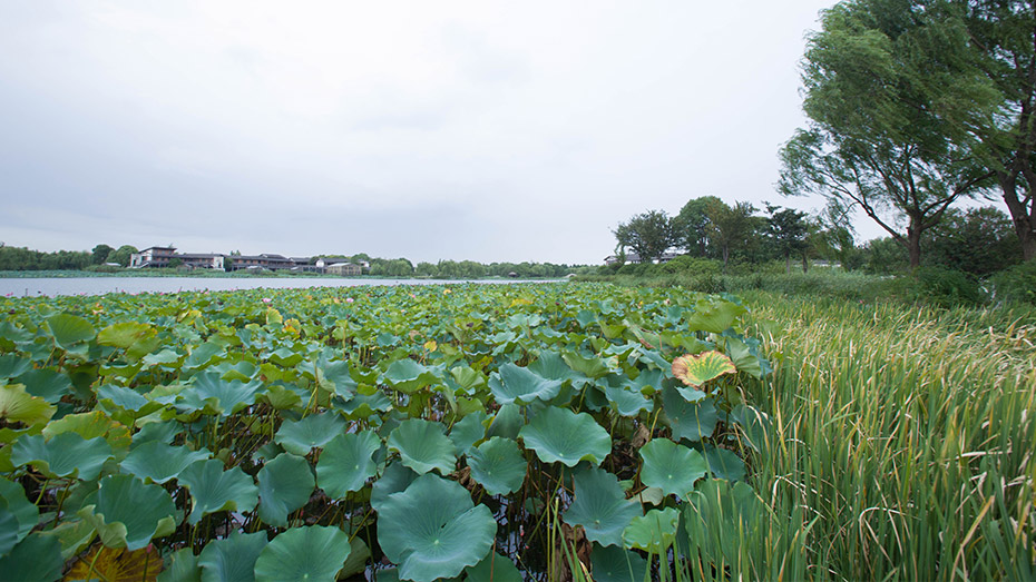 蓮池湖公園園林案例